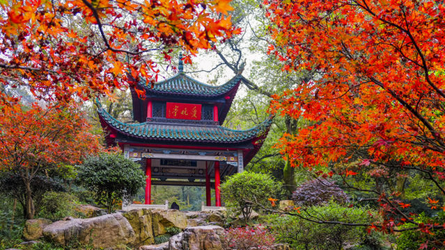 Maple Leaf Viewing in Changsha