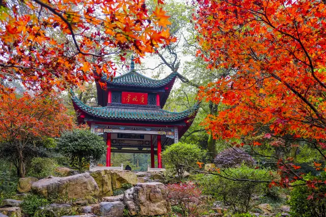 Maple Leaf Viewing in Changsha