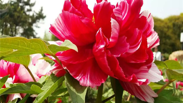 Peony Viewing in Changshu