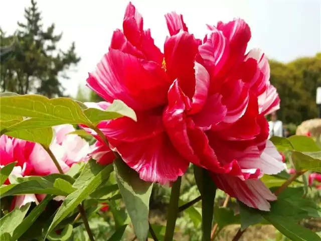 Changshu Peony Viewing