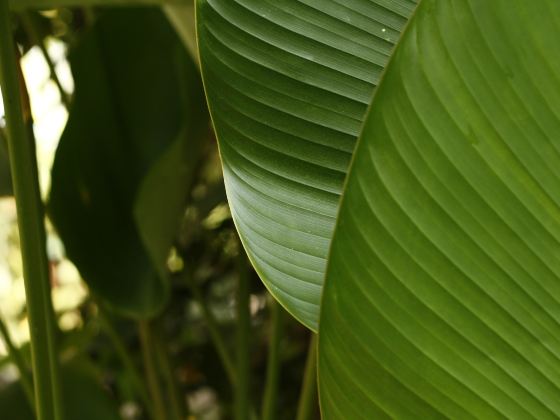 야루구 열대 식물원