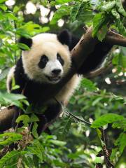 南通森林野生動物園