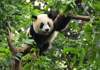 南通森林野生動物園