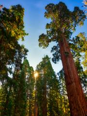 Parque Nacional Redwood