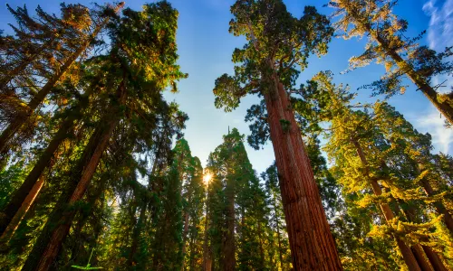 Parco nazionale di Redwood