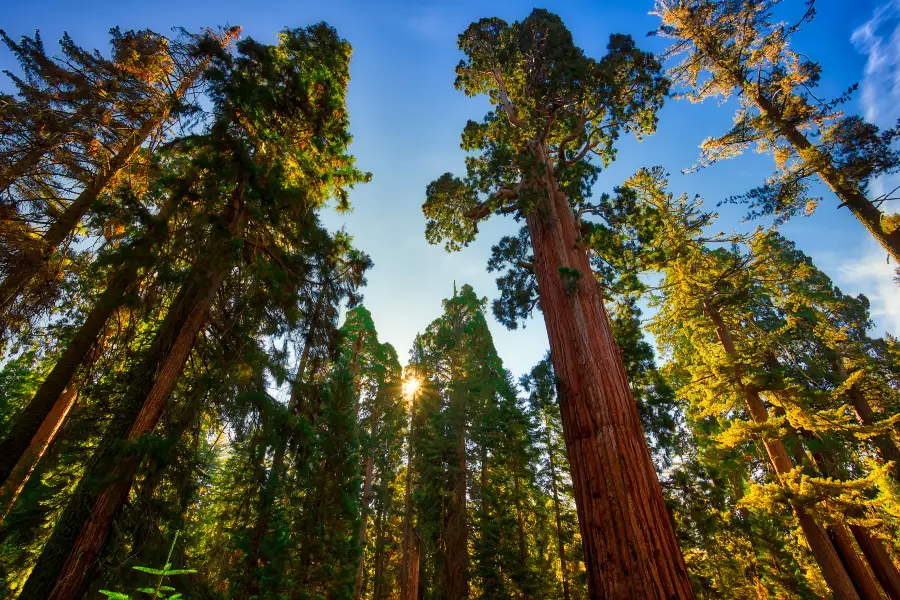 Parco nazionale di Redwood