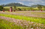 Guangxi Taiwan Flower Industrial Park