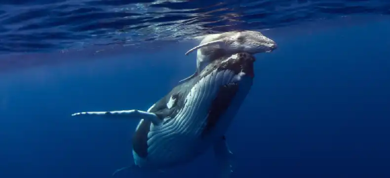 Hotels With Breakfast in Vava'u, Tonga