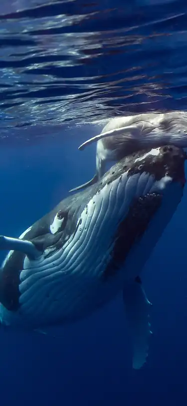 2-Star Hotels in Vava'u, Tonga