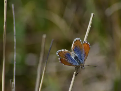 Puno