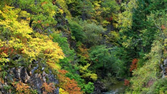 小兴安岭林区秋景美极了，满眼彩色，好像进入童话里的世界，如梦