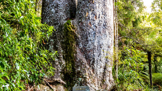 Waiau Kauri Grove