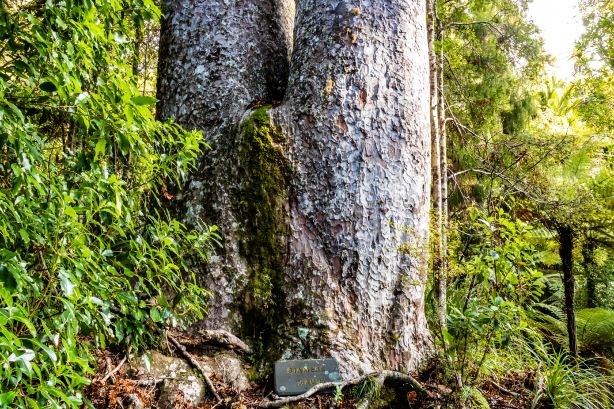 Waiau Kauri Grove