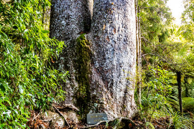 Waiau Kauri Grove