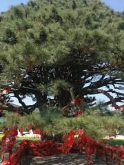 Hongdaigou Daqing Divine Tree