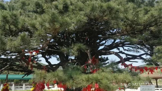 紅帶溝大清神樹