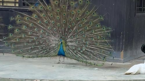 徐州動物園