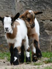 Zoo de Besançon