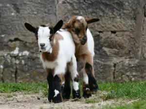 Zoo de Besançon