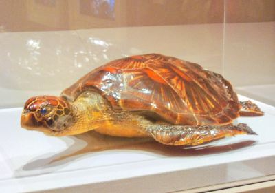 Museo Nazionale delle Maldive