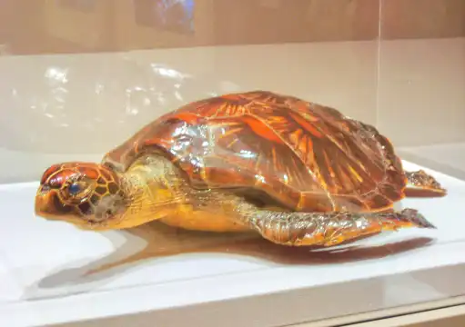 Hotels near National Museum