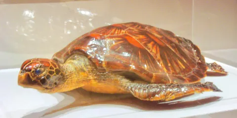 馬爾代夫國家博物館