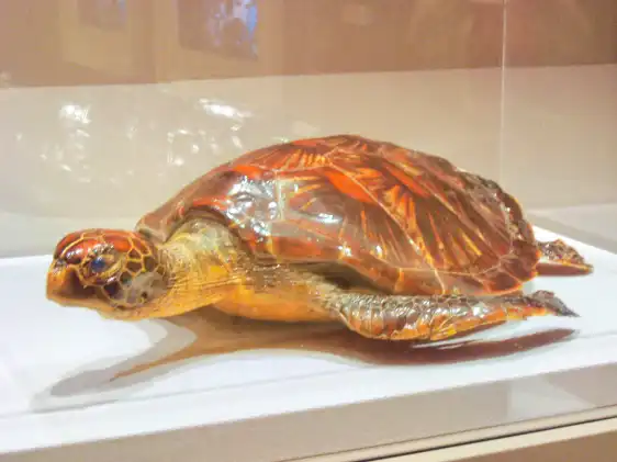 Hotel in zona Museo Nazionale delle Maldive