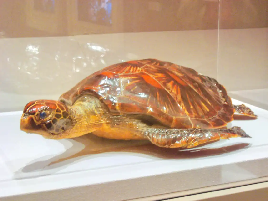 馬爾地夫國家博物館附近的飯店