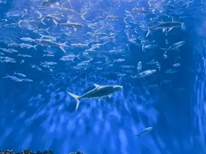 Manila Ocean Park