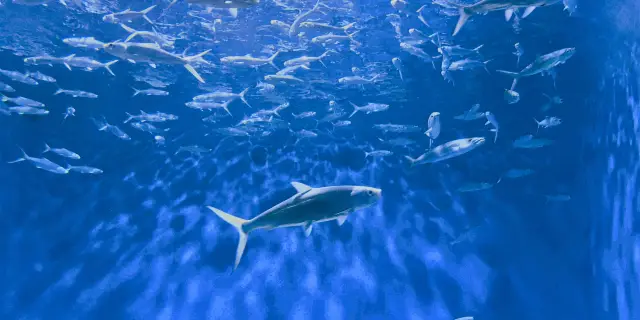 フィリピン個人旅行ガイド（2025年年）：おすすめの