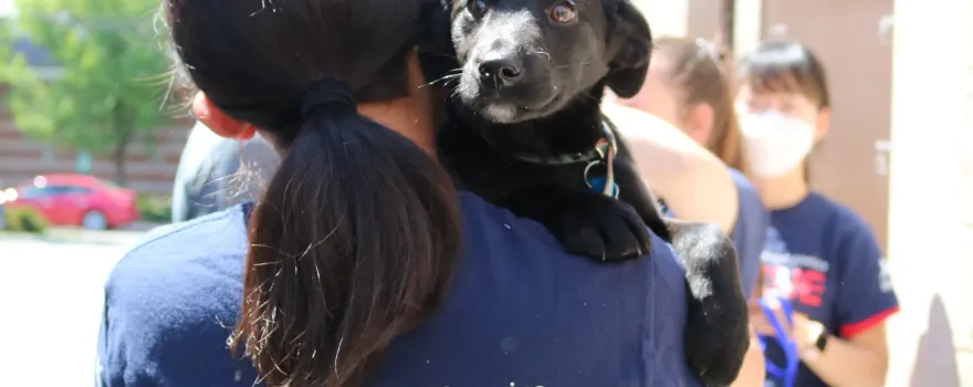 North Shore Animal League America