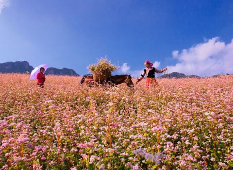 THE 10TH BUCKWHEAT FLOWER FESTIVAL 2024