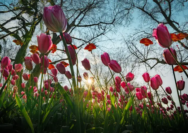 Tulip Viewing in Kunming