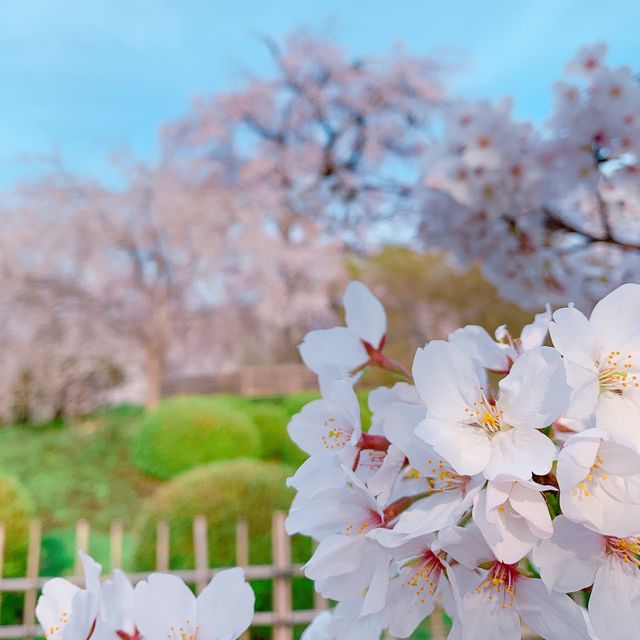京都　円山公園　お花見の名所