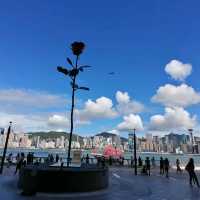又高又大的玫瑰花種在尖東海旁K11門囗