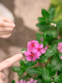 【 荔枝角公園內的秘密小花園 】 