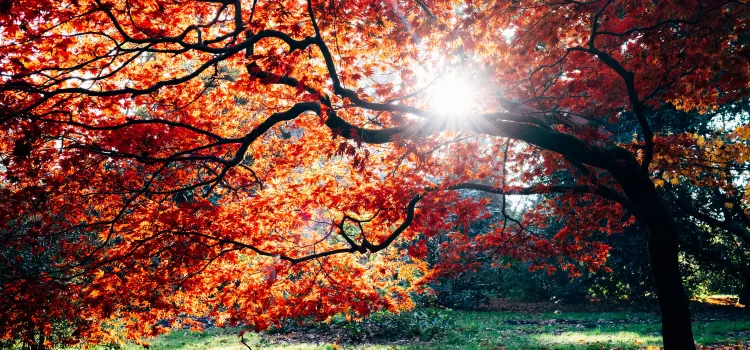 【2026香港紅葉情報】2026紅葉指數為綠 每周更新大棠紅葉 6個賞楓好去處🍁