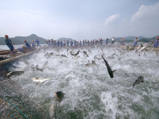 Qiandao Lake Fishing