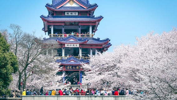 Cherry Blossom Valley