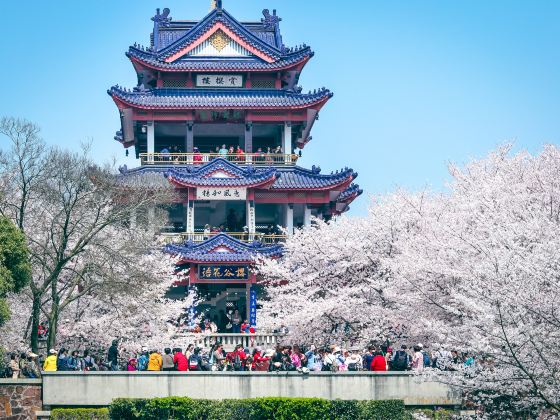 Cherry Blossom Valley