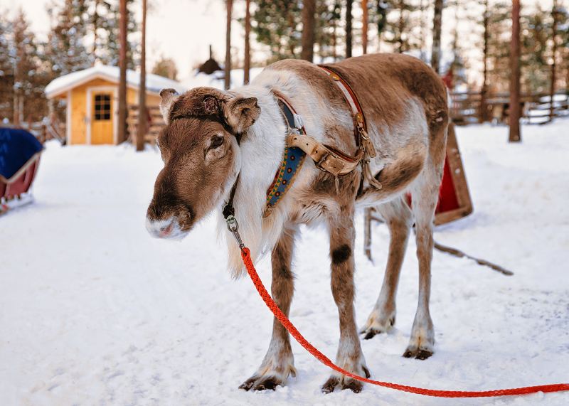 Ewenki Reindeer Park