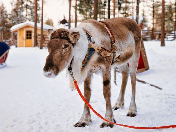 Ewenki Reindeer Park