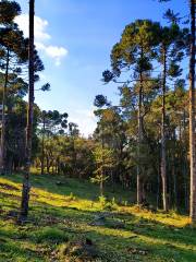 Lava Tree State Park