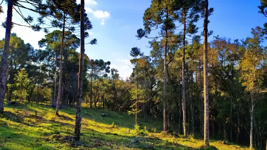 州立熔岩樹公園