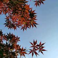 Tashan Park of Shaoxing|Hidden Gazebo