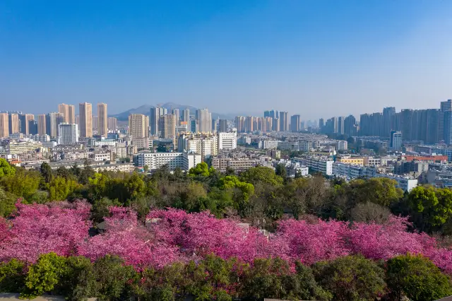 Cherry Blossom Viewing in Kunming