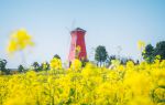 Rape Flower Field, Yangxian County