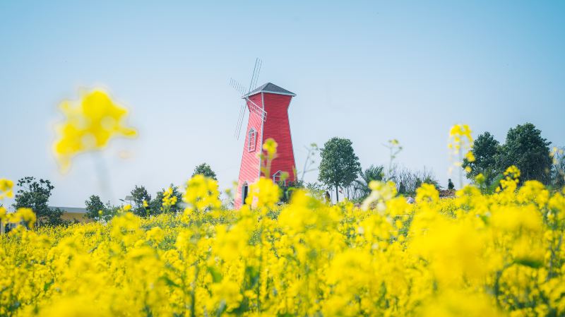 Rape Flower Field, Yangxian County