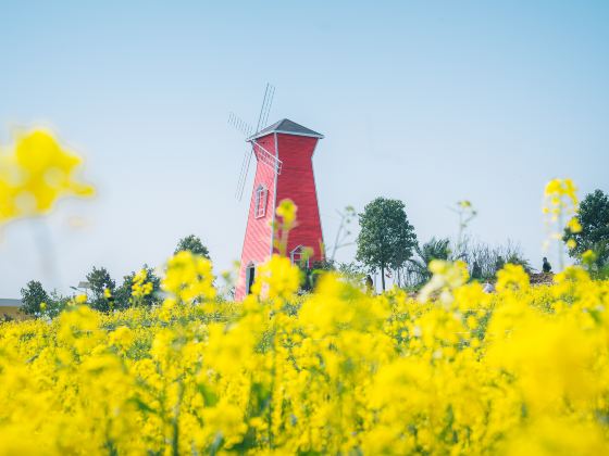 Rape Flower Field, Yangxian County