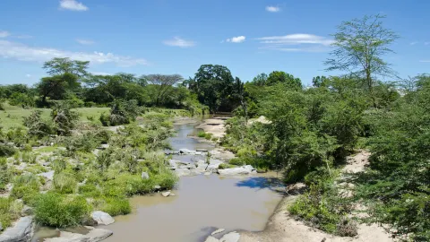 Mara Simba travel destination